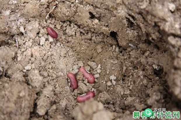 春季露地豆角如何种植