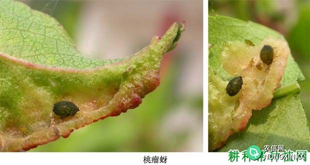 种桃树如何防治桃瘤蚜