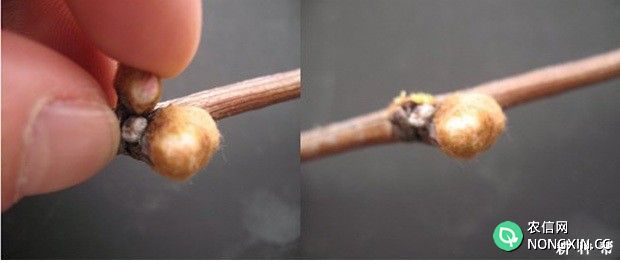 葡萄树如何抹芽定梢