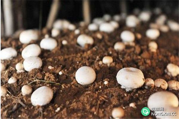 双孢菇对覆土的要求有哪些