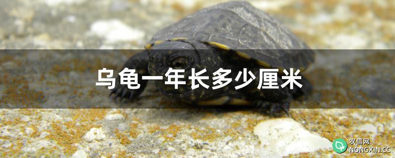 乌龟一年长多少厘米