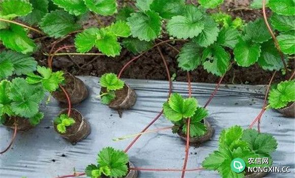 栽培草莓如何培育壮苗