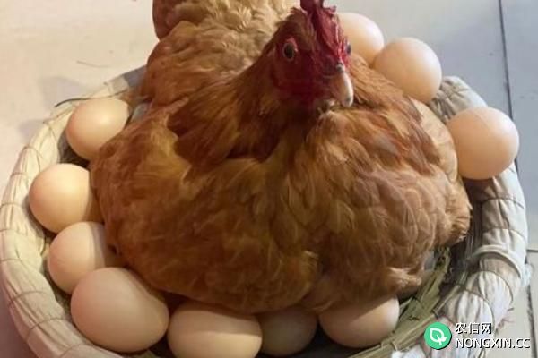 母鸡不受精能下蛋吗