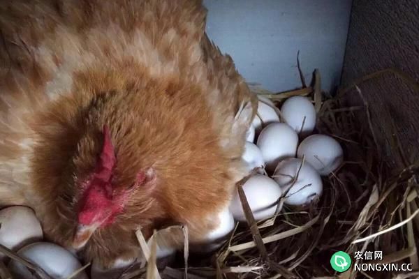 为什么母鸡不用受精就可以下蛋