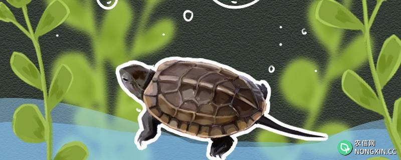 乌龟可以用土霉素水泡吗