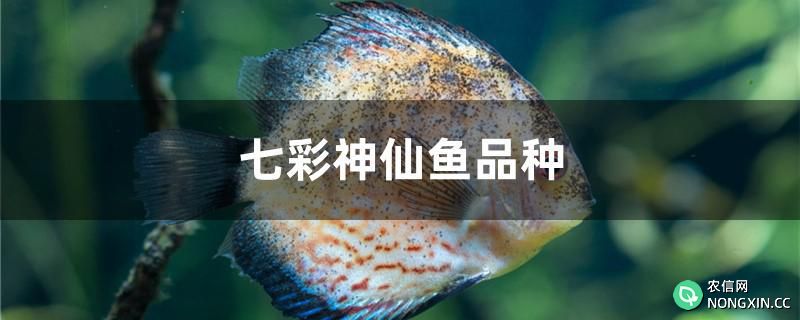 七彩神仙鱼品种