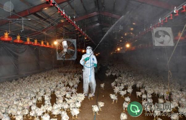 养鸡场怎么消毒，养鸡场三种消毒方法
