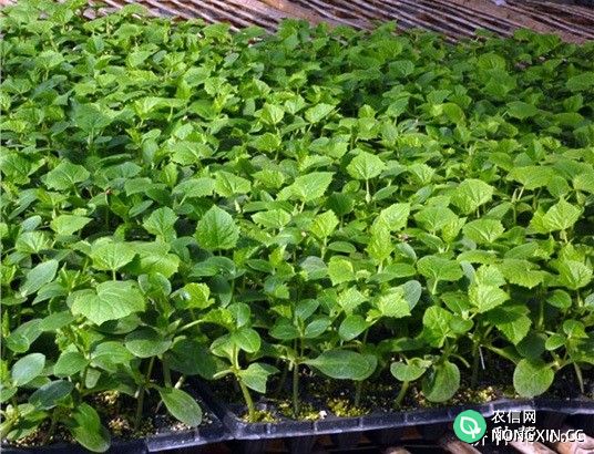 日光温室冬春茬黄瓜怎样种植
