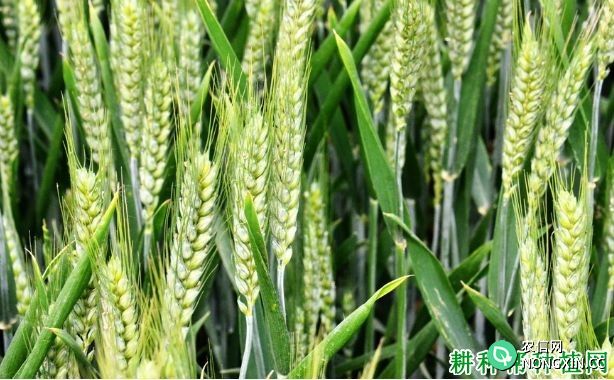 小麦什么时期喷洒磷酸二氢钾