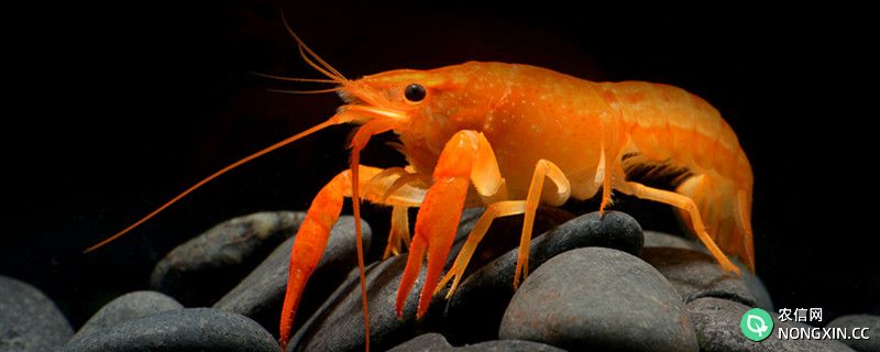 观赏虾怎么繁殖，观赏虾繁殖需要什么条件