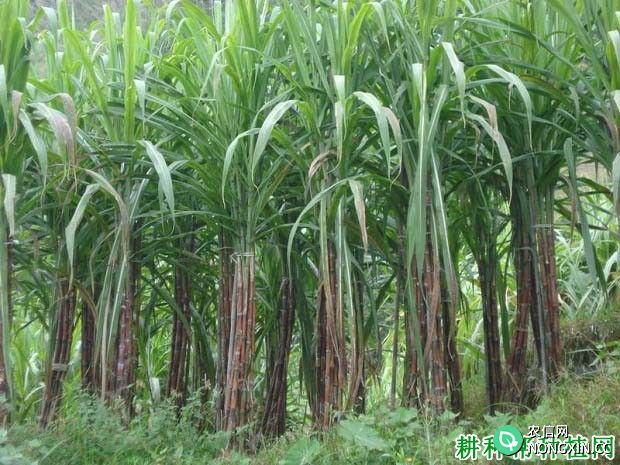 甘蔗的生长过程是怎么样 有什么特点