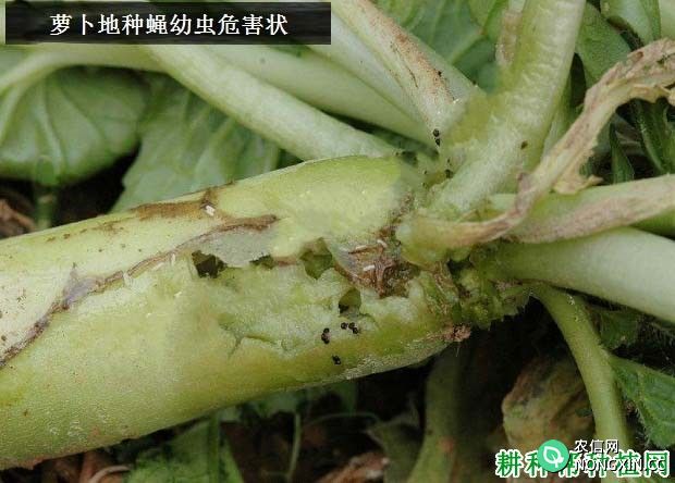 西兰花（青花菜）如何防治萝卜地种蝇