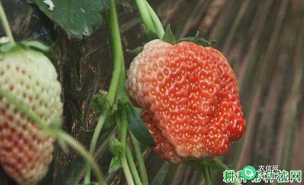 草莓畸形果是怎样形成的 草莓畸形果如何防止