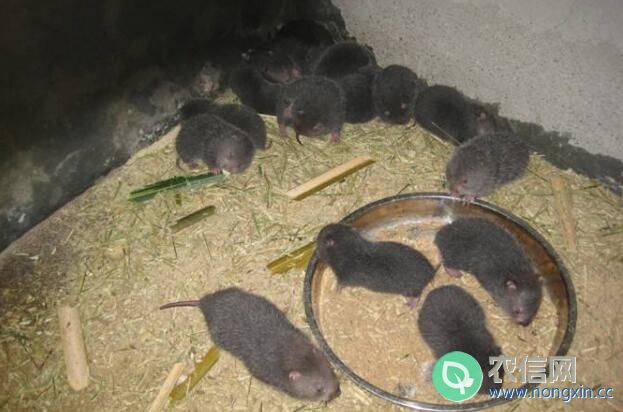 养殖竹鼠赚钱吗，农村竹鼠养殖效益分析(4)