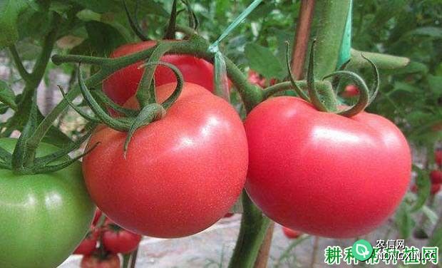 多吃西红柿可降低中风危险