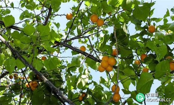 杏树裂果