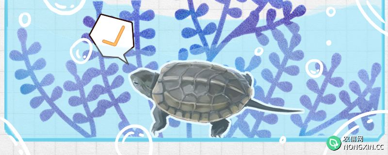 草龟可以深水养吗，放多少水合适