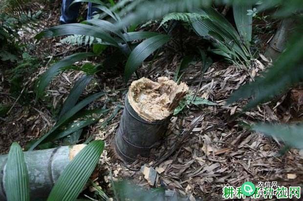 冬季如何伐竹 需要注意什么