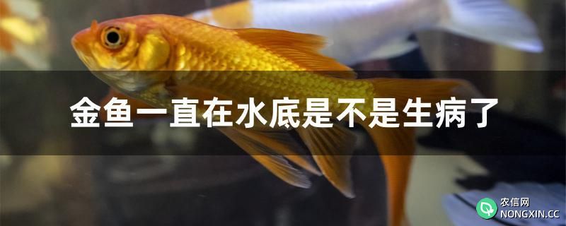 金鱼一直在水底是不是生病了