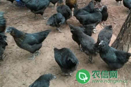 五黑鸡能长到多少斤