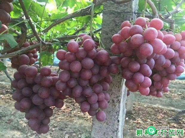 种植红地球葡萄为什么要喷施钙肥 什么时候喷