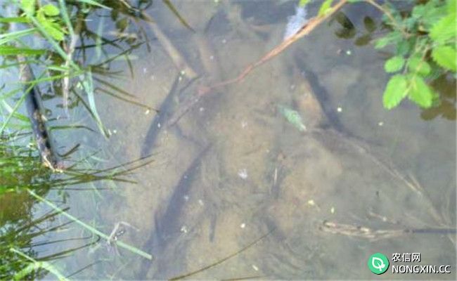 养殖泥鳅对水质有哪些要求