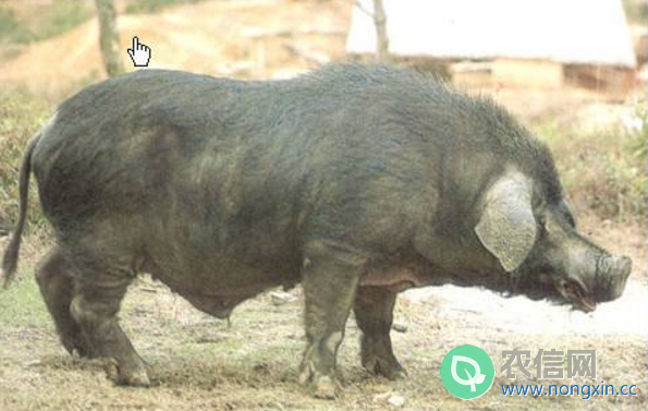武夷黑猪简介，武夷山特产的黑猪品种(2)