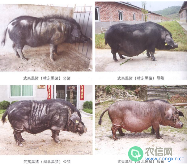 武夷黑猪简介，武夷山特产的黑猪品种(1)