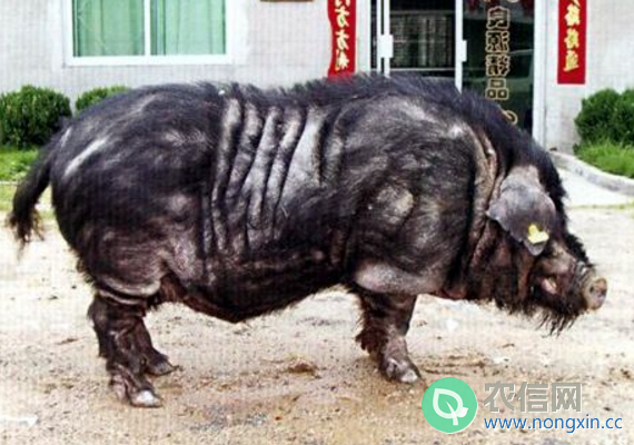武夷黑猪简介，武夷山特产的黑猪品种(3)