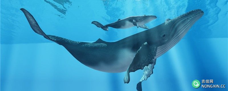 鲸鱼和海马哪个是真正的鱼，哪个是哺乳动物