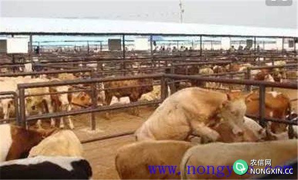 如何搞好肉牛母牛哺乳期的饲养管理