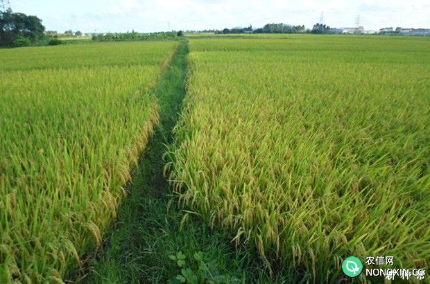 晚稻为什么不能做早稻种植