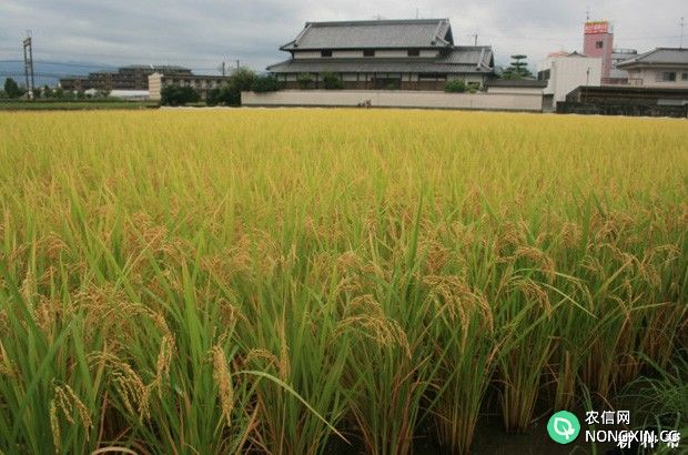 晚稻为什么不能做早稻种植