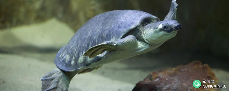 猪鼻龟是淡水龟还是海水龟，应该怎么饲养