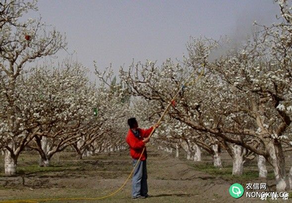 种植油桃怎样提高坐果率