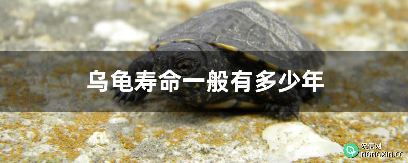 乌龟寿命一般有多少年