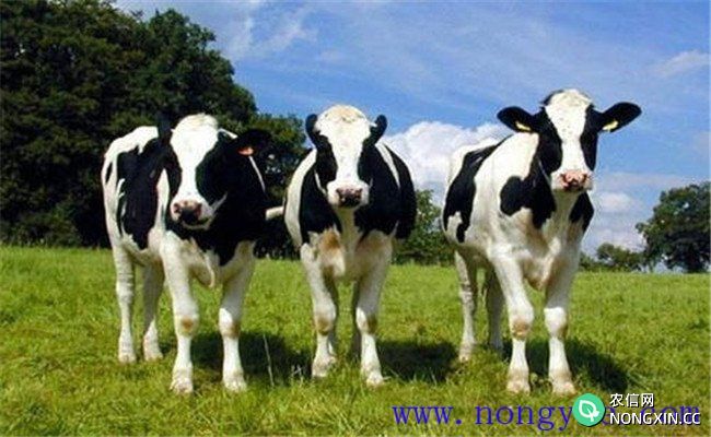 喂奶牛保护性脂肪问题不容忽视