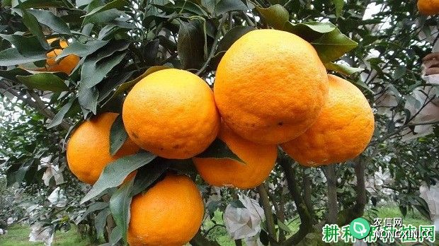 大雅柑柑橘品种好不好
