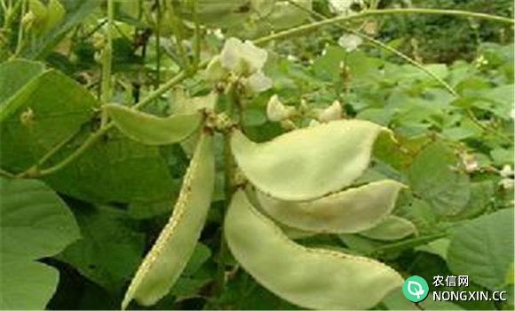 白扁豆有消除暑热的作用