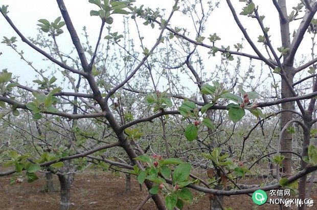 苹果用什么药剂能促进花芽分化