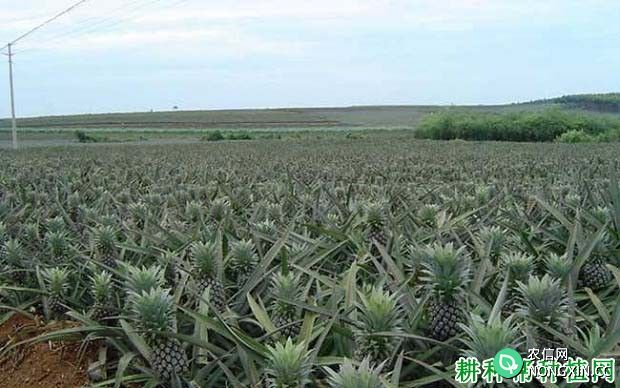 中国菠萝主产地在哪里
