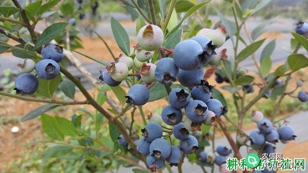 蓝莓菌根有什么作用