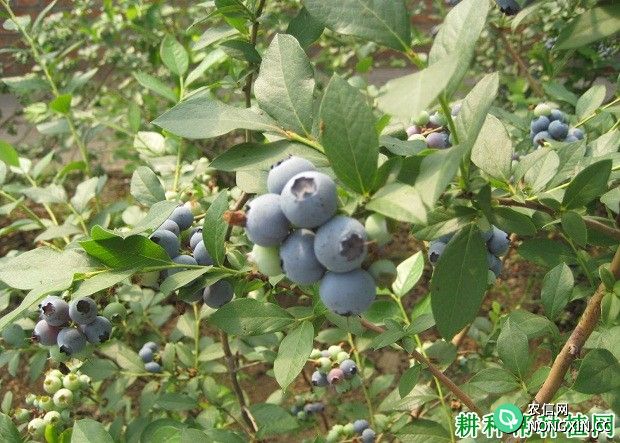 温度对蓝莓生长有哪些影响