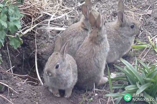 野兔一年繁殖几窝一窝几个