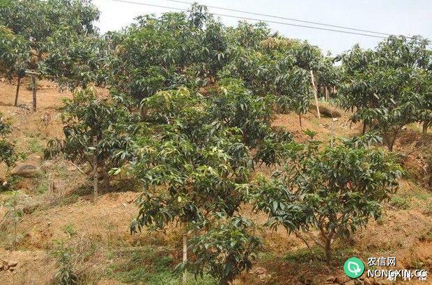 芒果树种植条件是什么