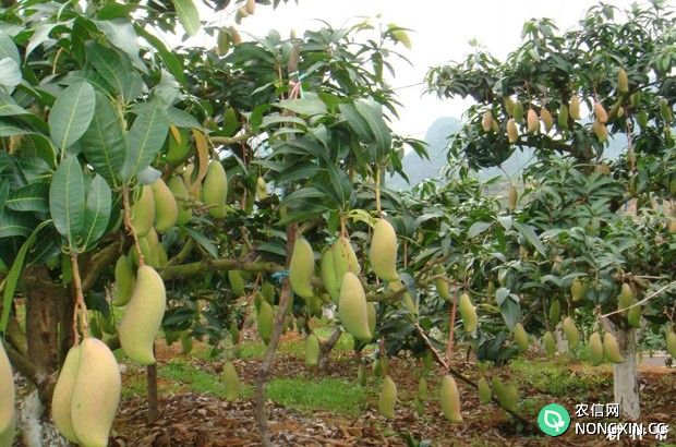 芒果树种植条件是什么