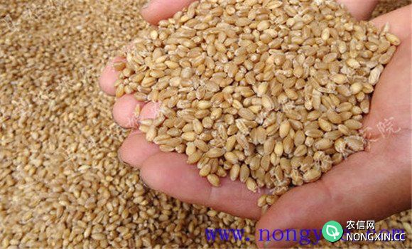 小麦种子的鉴别方法