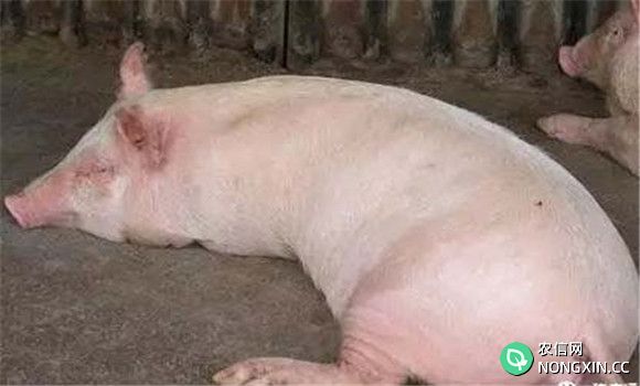 猪中暑的治疗方法