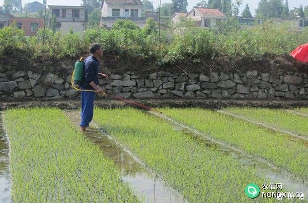 种植水稻什么时候使用除草剂