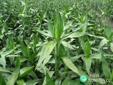 富贵竹的养殖方法